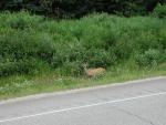 deer along the road