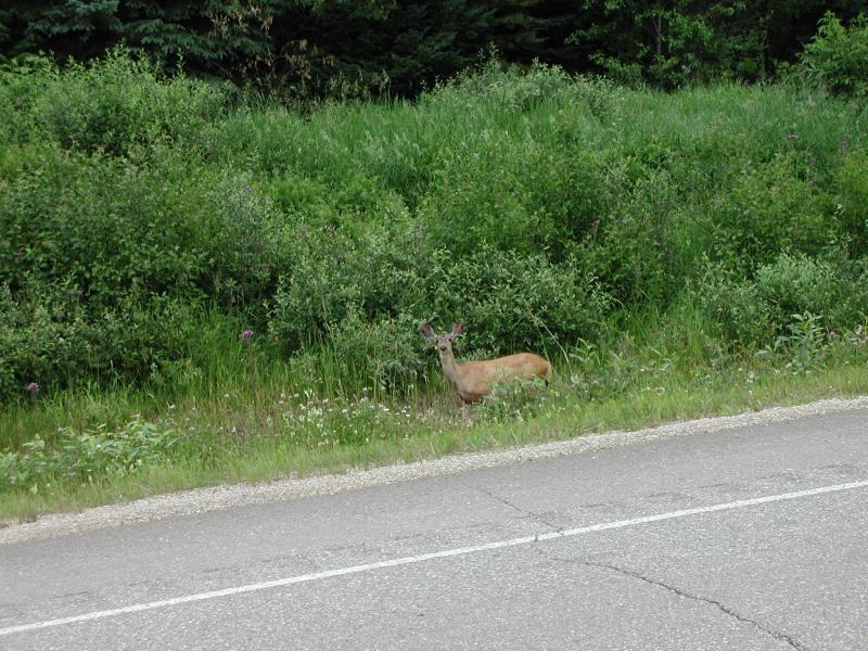 deer along the road