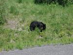Black Bear along the Cassiar