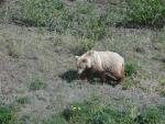 Grizzly Bear along Top-of-the-World Hwy