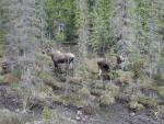 Moose along the Alaska Highway