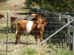 Striped cows in Pescadero CA.