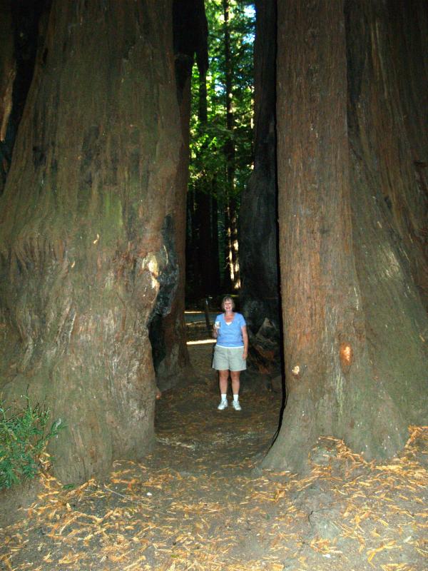 Bonnie between redwood trees