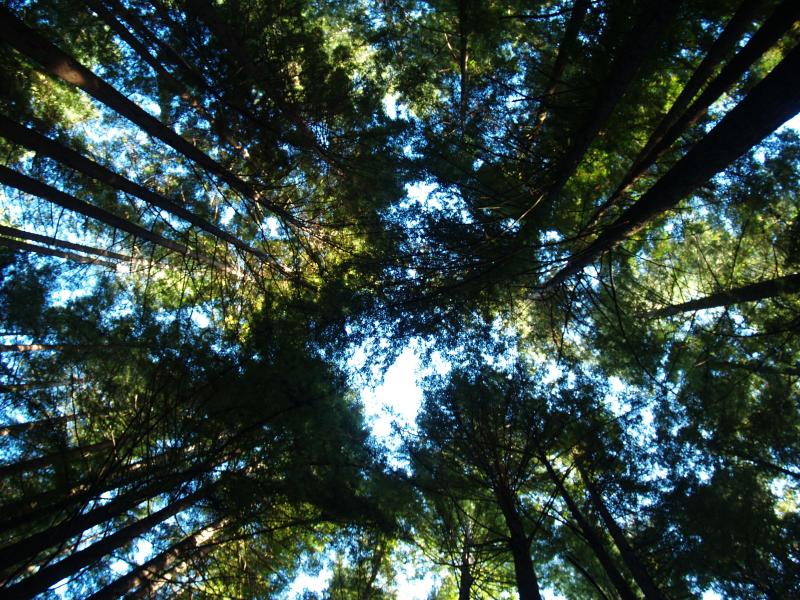 Looking up in the redwoods