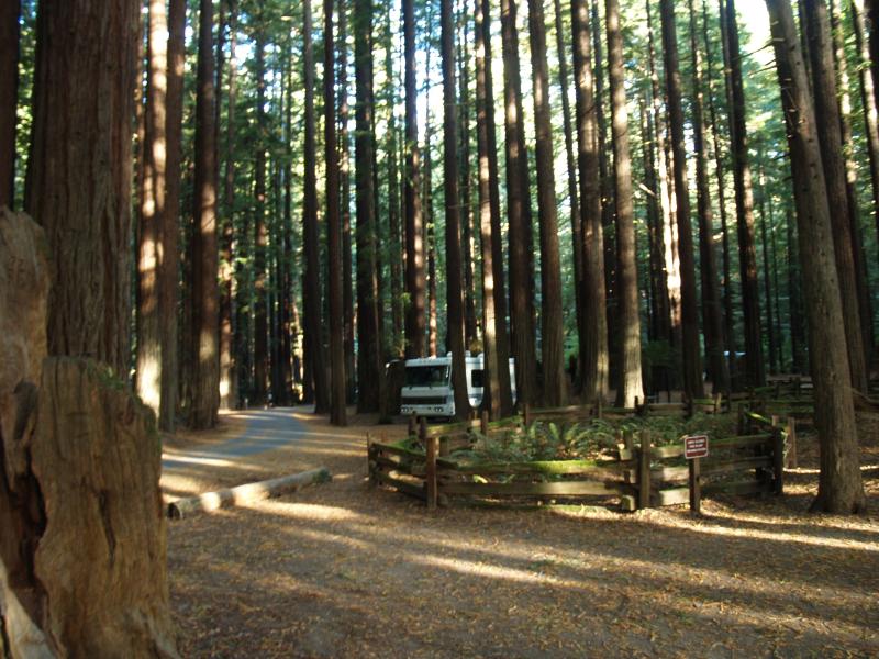Camped in the redwoods - Humboldt Reddwoods S.P.