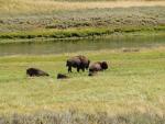 Buffalo at Yellowstone N.P.