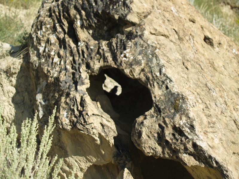 A bird hiding in a rock, Theodore Roosevelt N. P.