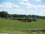 Buffalo herd in northern Minnesota