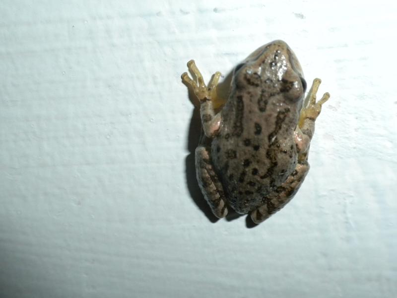Frog on the wall in bath house