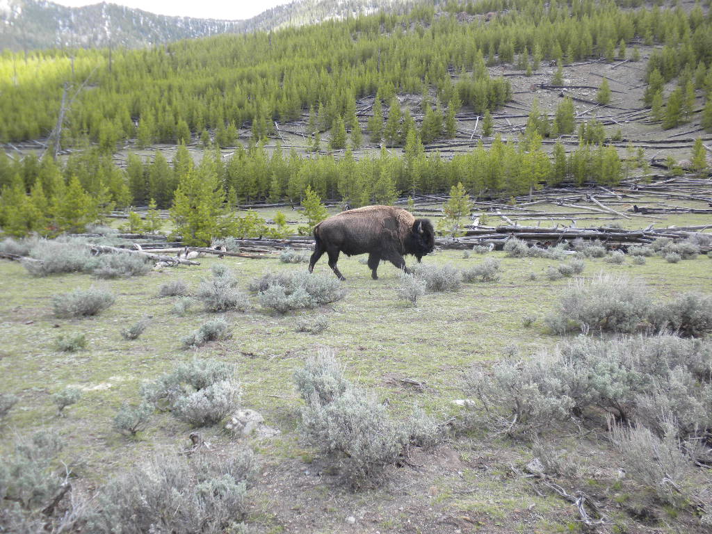 A Yellowstone park resident