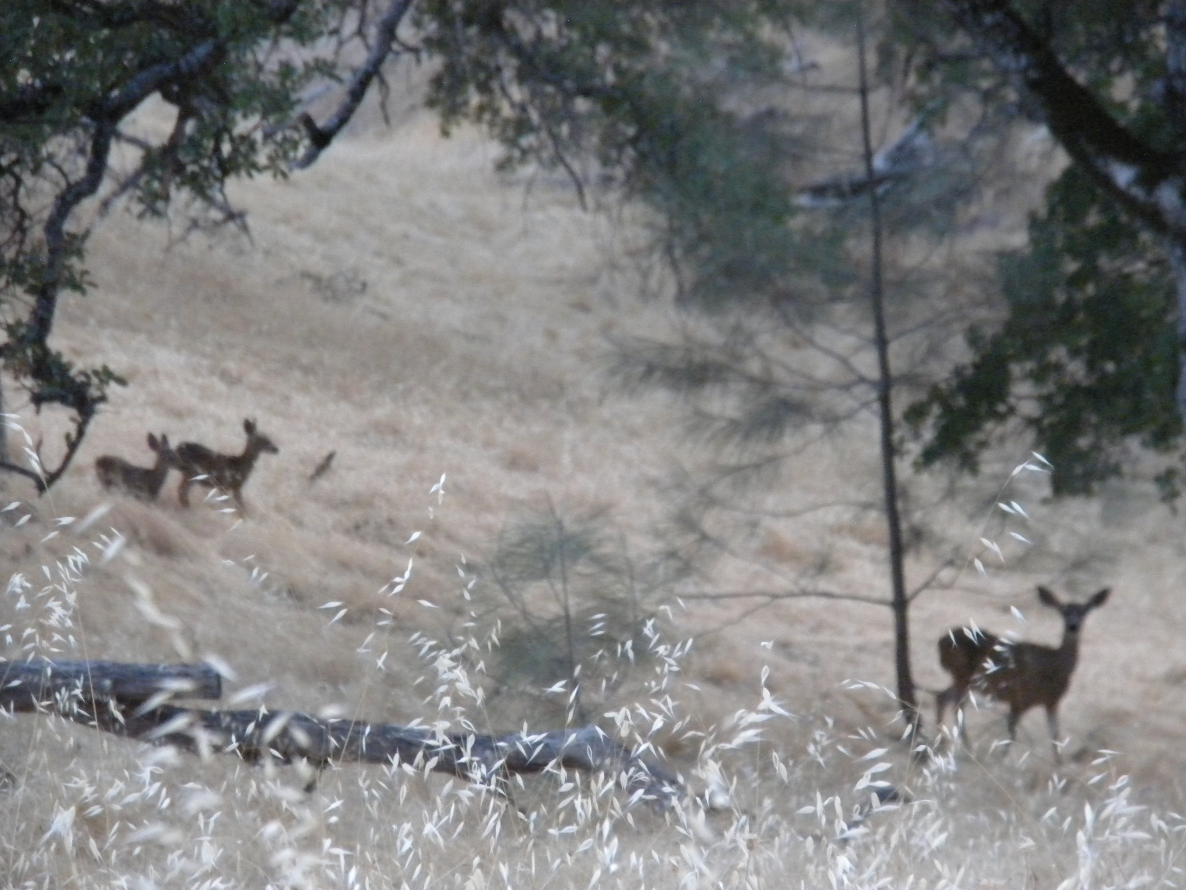 We saw this deer family next to our campsite. Enzo got pretty excited when they came near the tents during the night.