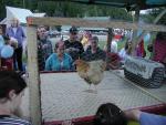 Waiting for the Chicken to pick a winner