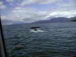 Whale tail!