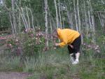 Stopped to smell the roses, Twin Lakes Campground