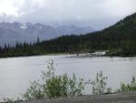 Moose along Tok Cut-off Hwy