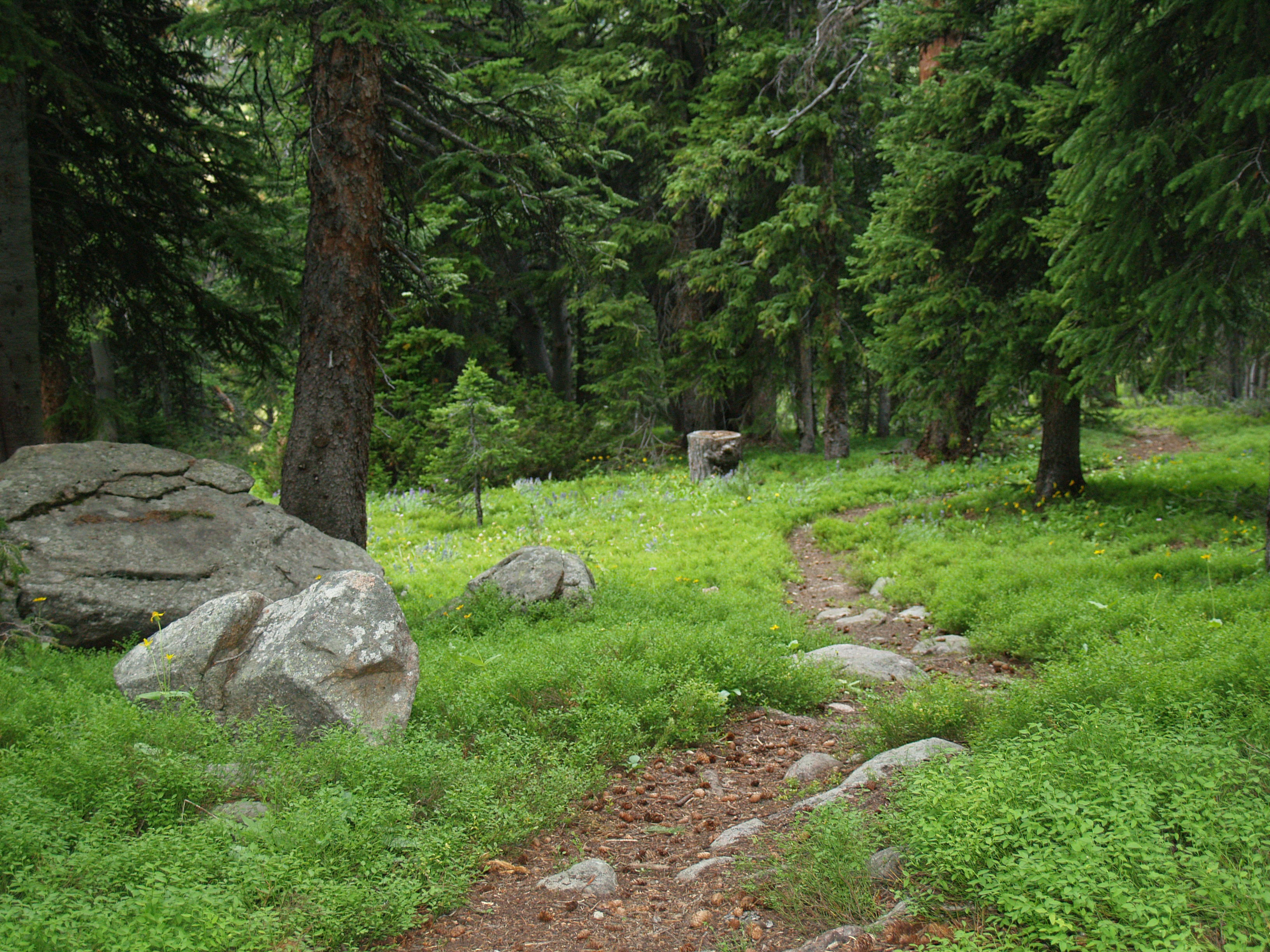 Walking path at Island Lake C.G.