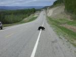 Crossing the road