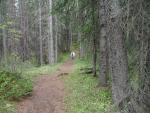 Bonnie Walking in the woods