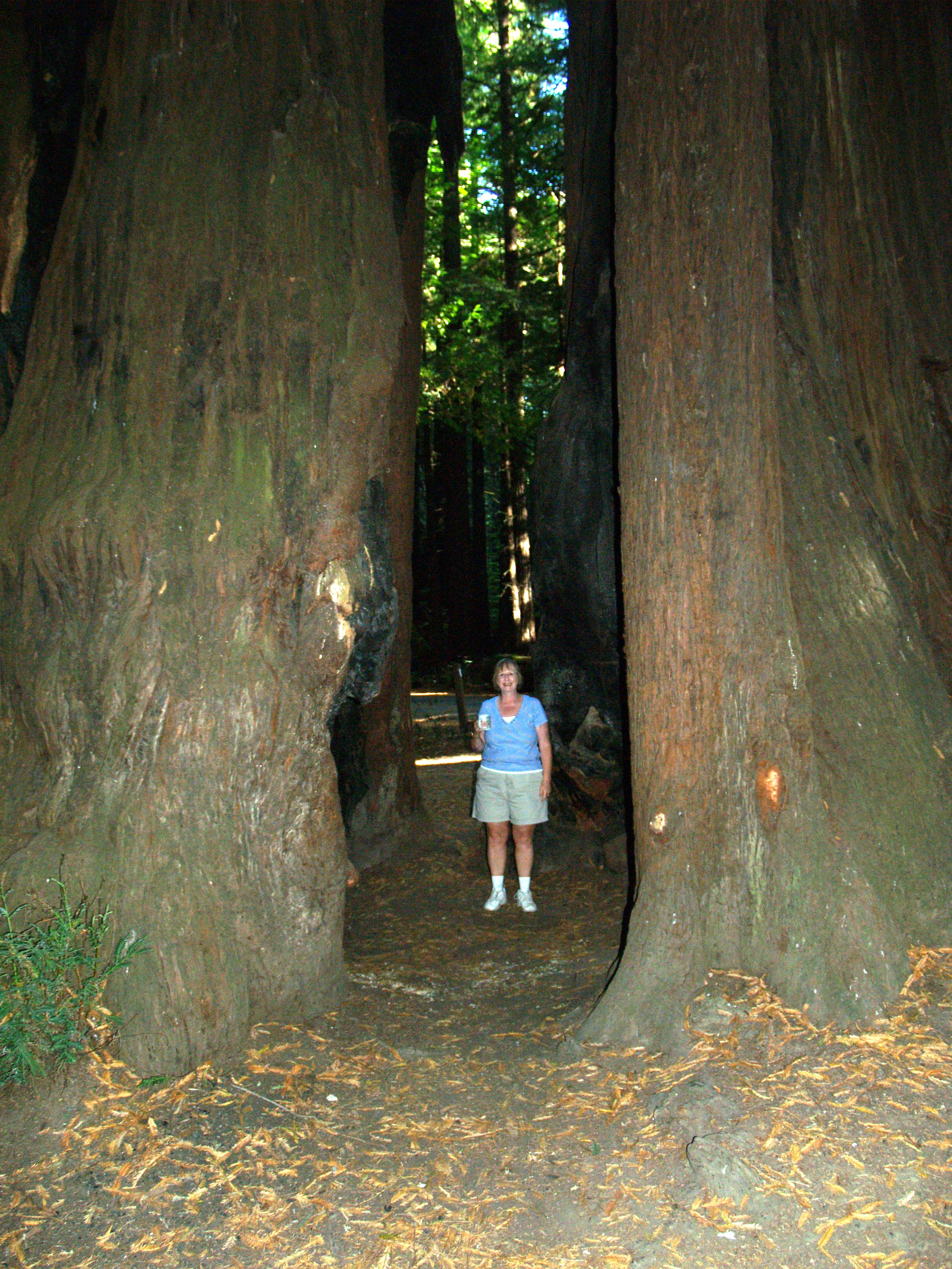 Bonnie between redwood trees