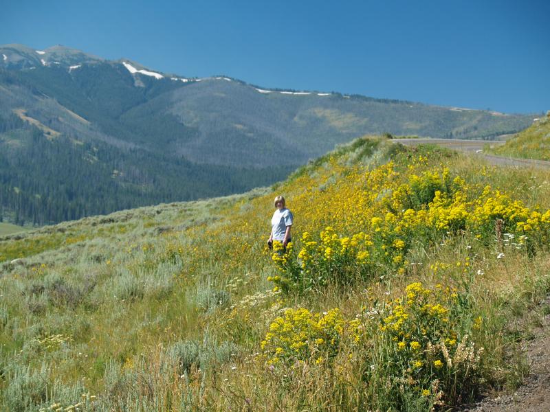 Field of flowers Yellowstone Park along northeast road