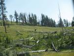 Elk in Yellowstone Nat'l Park