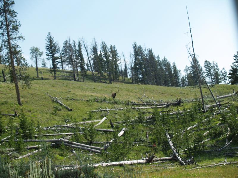 Elk in Yellowstone Nat'l Park