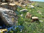 Nature's rock garden beartooth highway