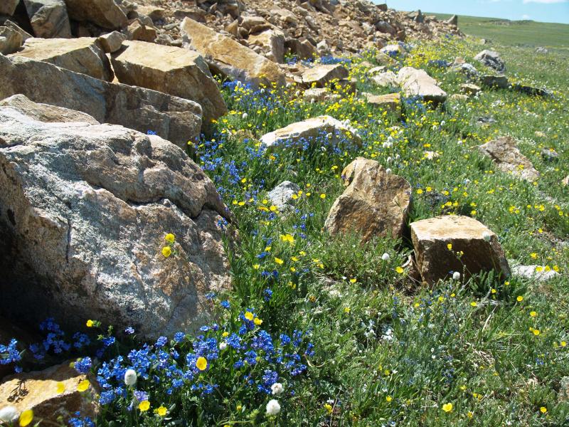 Nature's rock garden beartooth highway