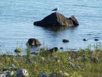 Bird on a rock