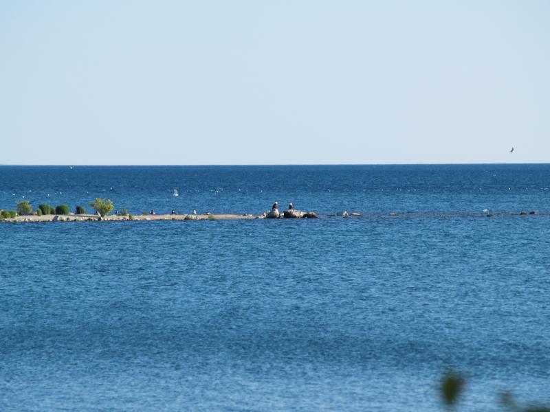 Bonnie's Bald Eagles