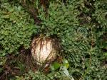 Mushroom at Island Lake CG