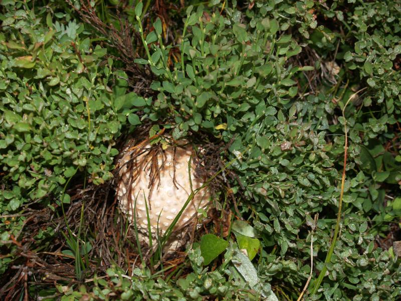 Mushroom at Island Lake CG