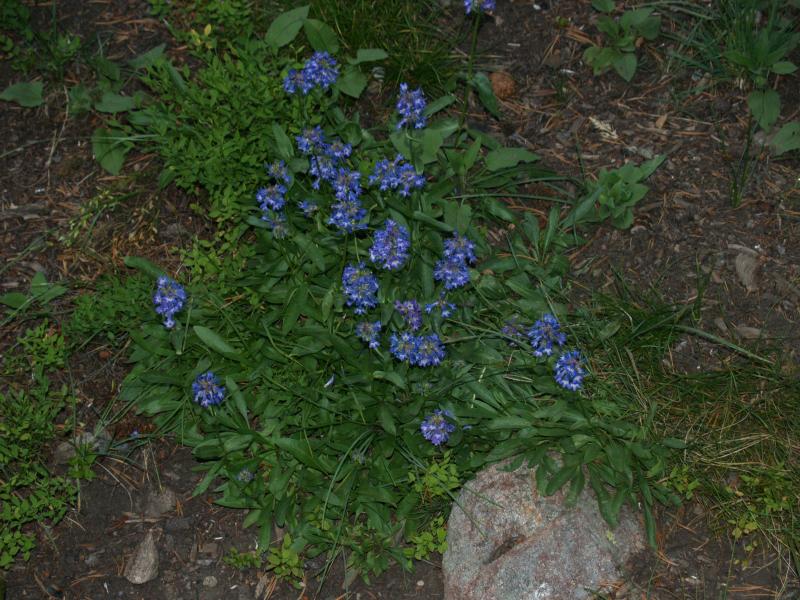 Flowers at Island Lake CG