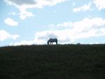 Wild horse on a ridge, Theodore Roosevelt N. P.