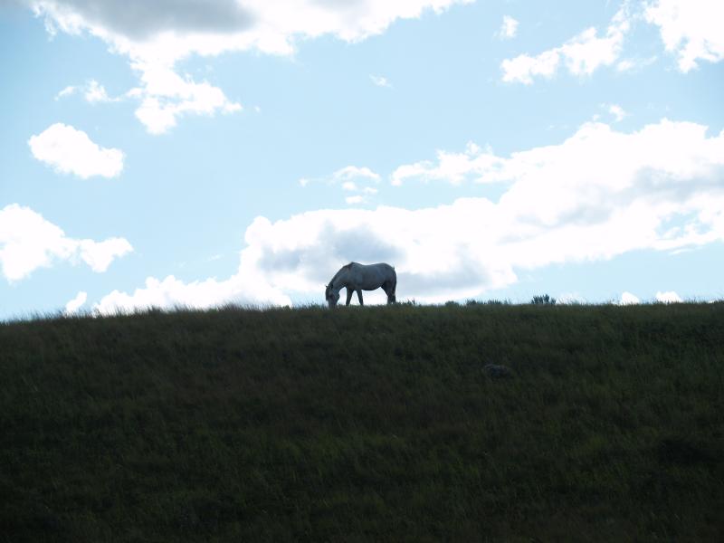 Wild horse on a ridge, Theodore Roosevelt N. P.
