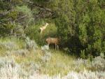 Deer eating along the road, Theodore Roosevelt N. P.