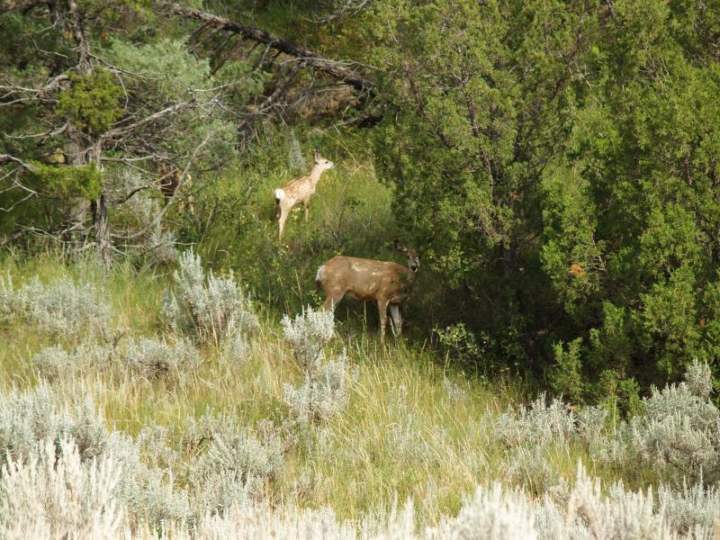 Deer eating along the road, Theodore Roosevelt N. P.