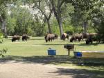 Wildlife in the Juniper campground at Theodore Roosevelt N.P.