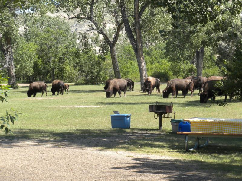Wildlife in the Juniper campground at Theodore Roosevelt N.P.