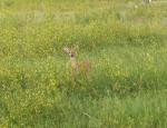Wildlife at Sakakawea State Park ND