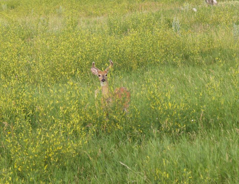 Wildlife at Sakakawea State Park ND