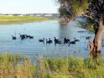 More ducks