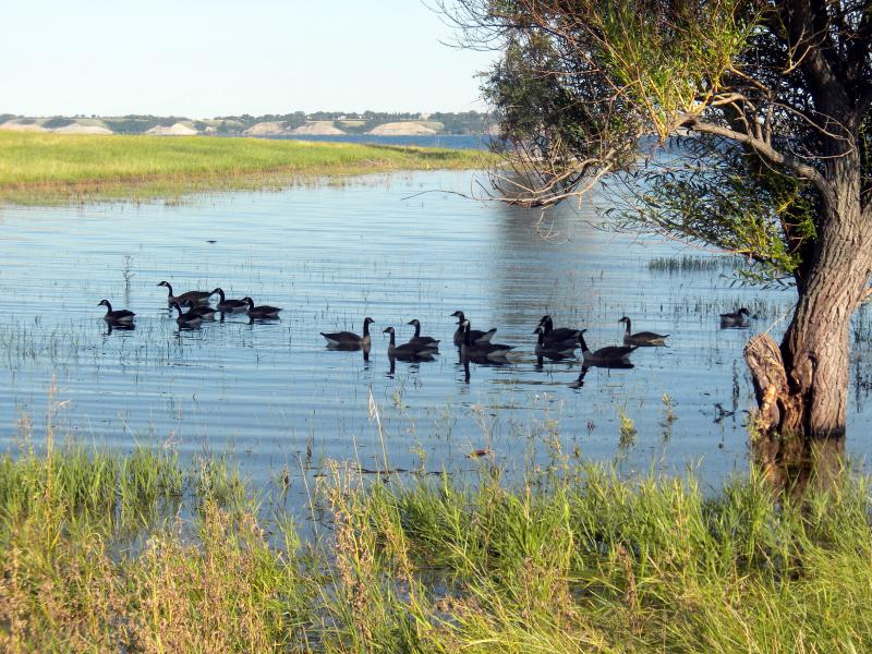 More ducks