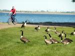 Bonnie'a ducks at Sakakawea State Park