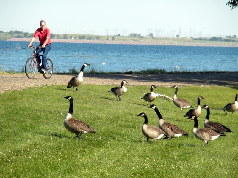 Bonnie'a ducks at Sakakawea State Park