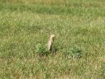 North Dakota Gopher