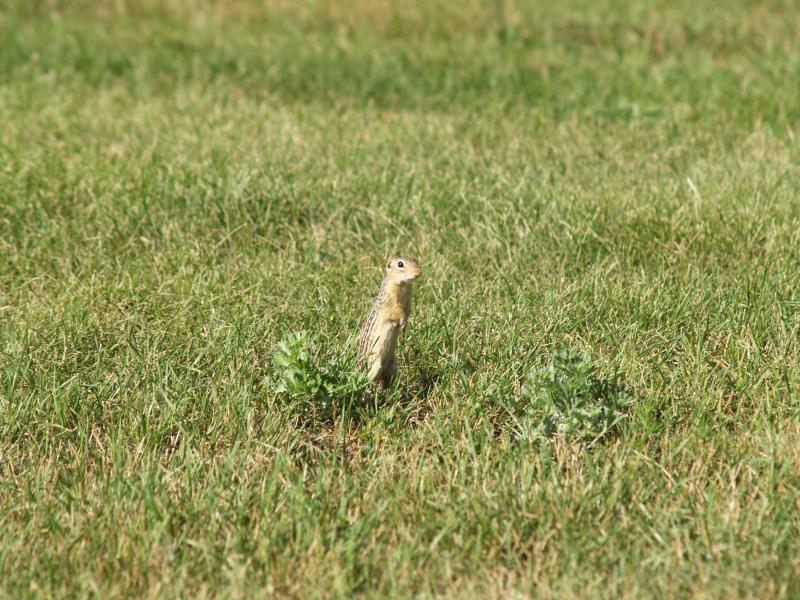 North Dakota Gopher