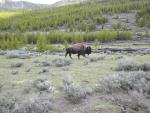 A Yellowstone park resident