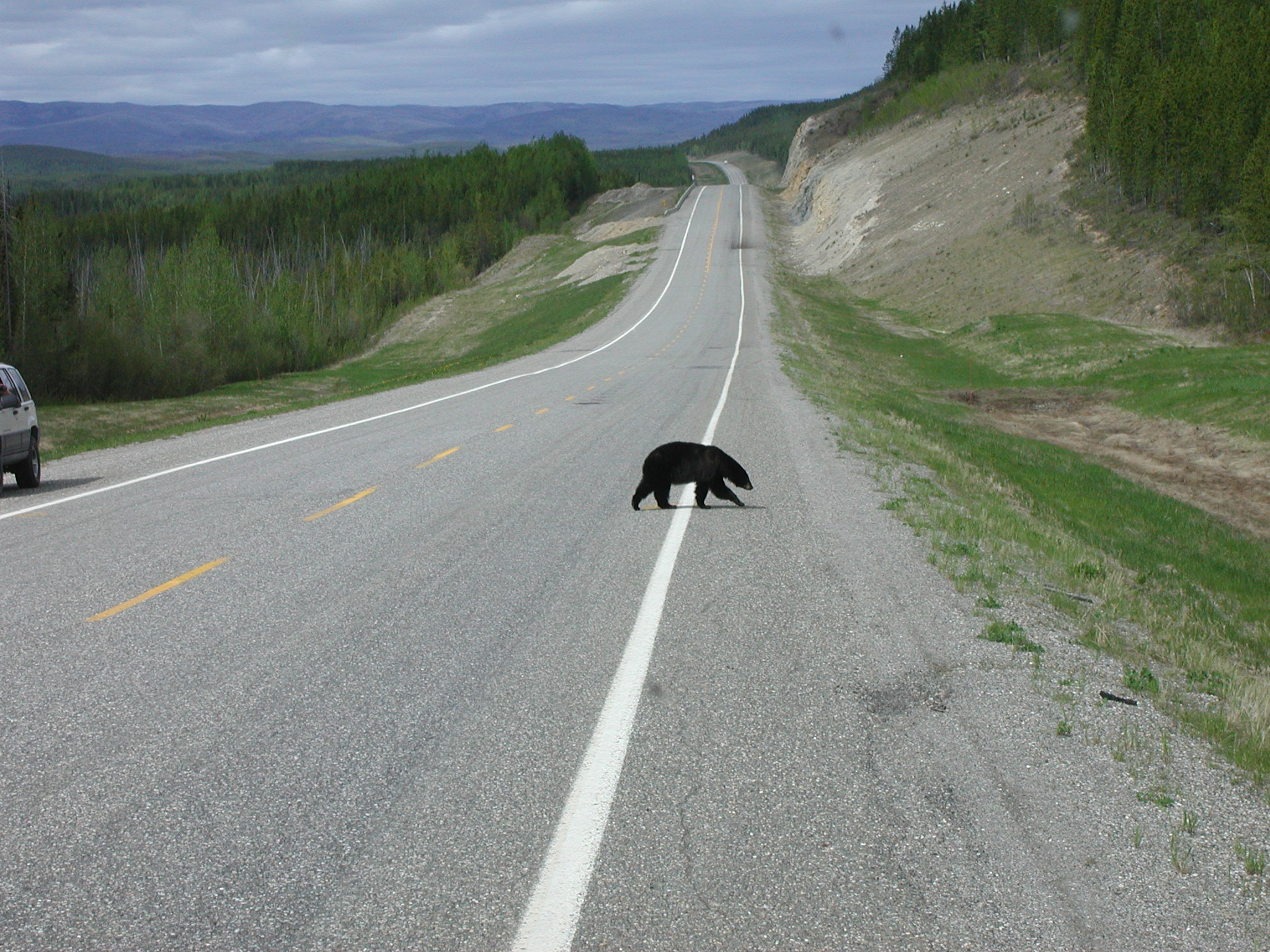 Crossing the road