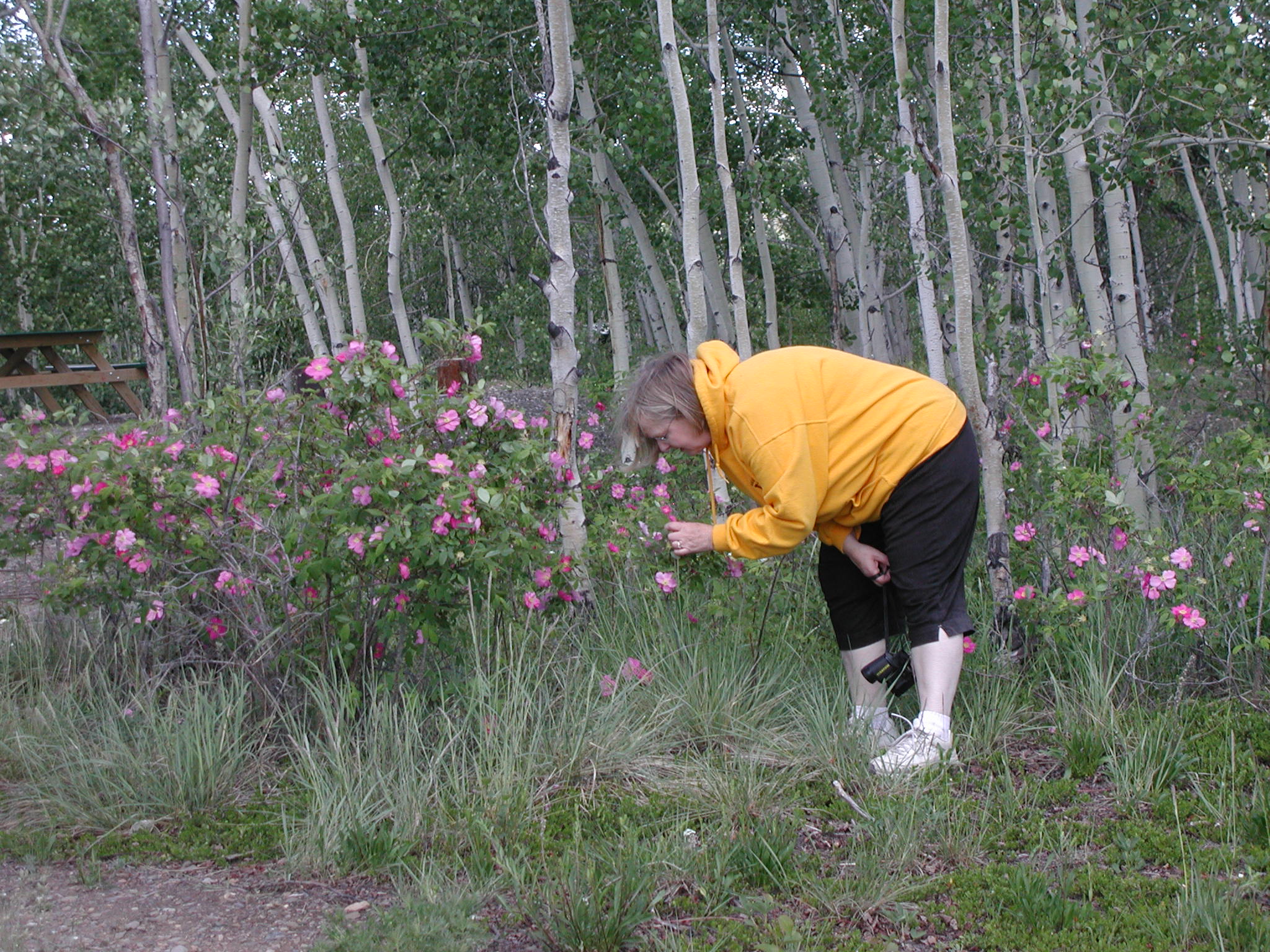 Stopped to smell the roses, Twin Lakes Campground